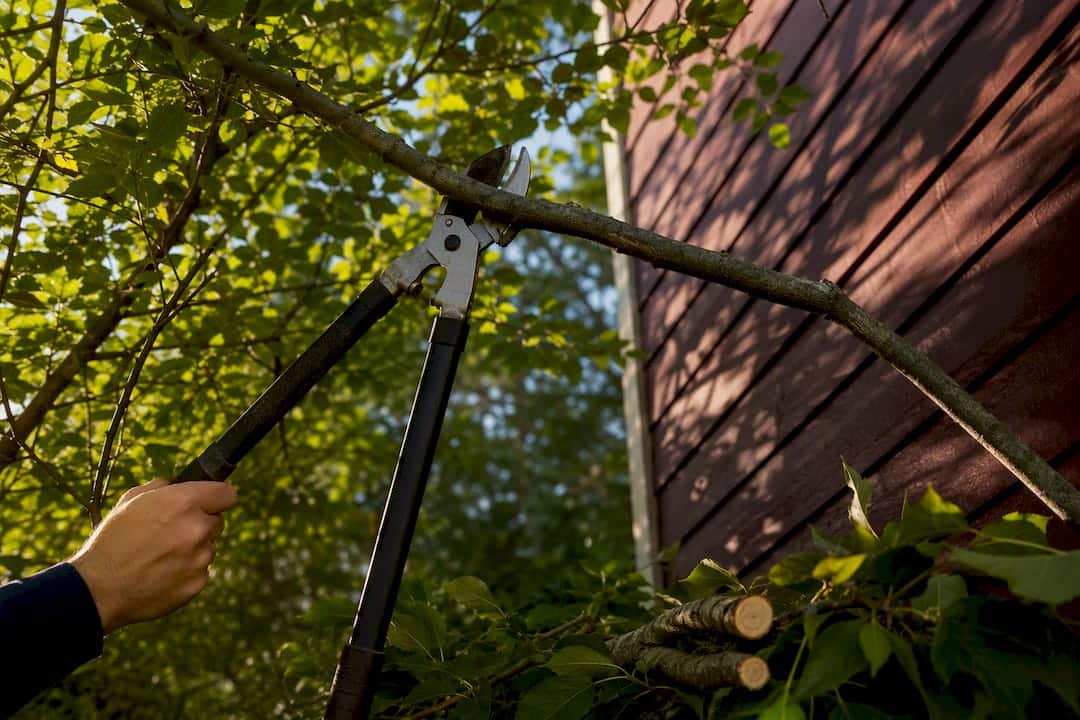 Overhanging branch beside home siding