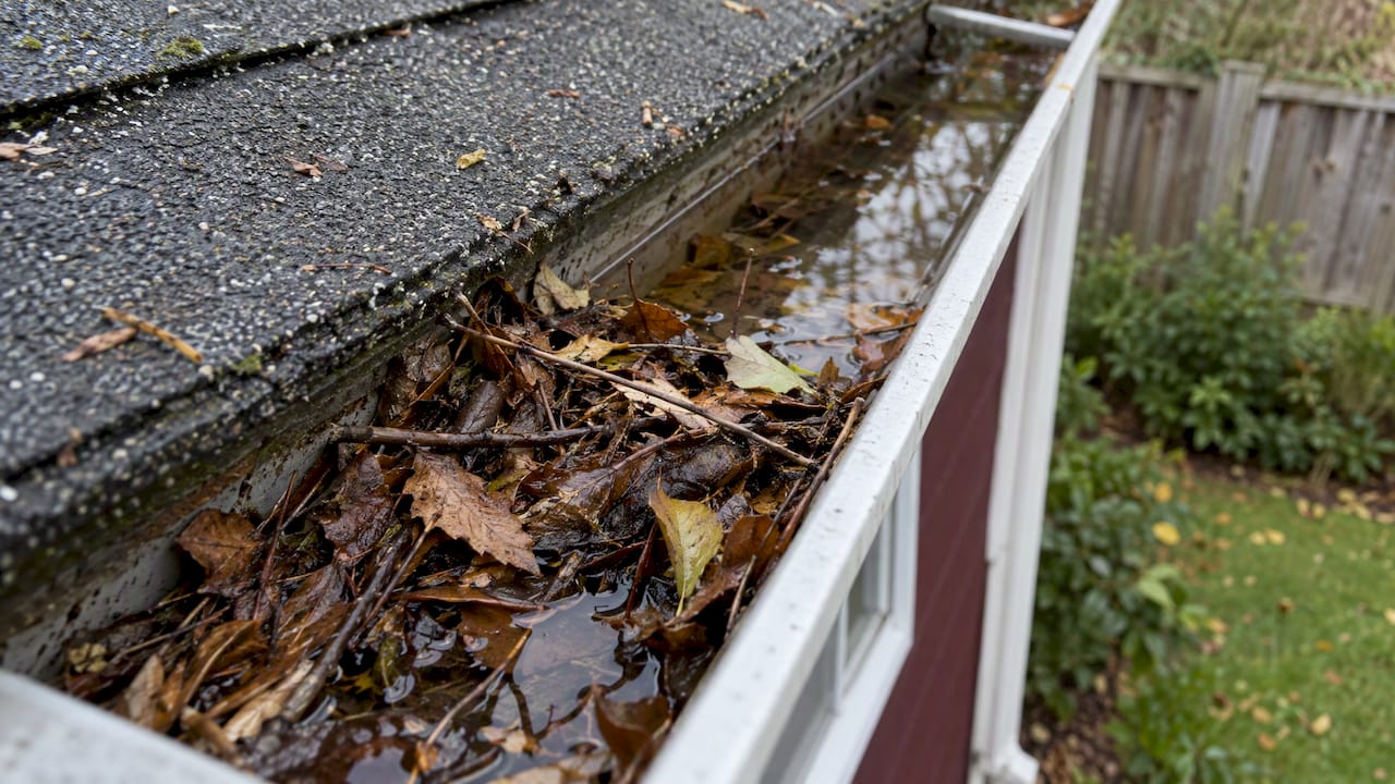 Leaves and twigs trapping water in a gutter